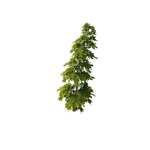 Pine_1_12