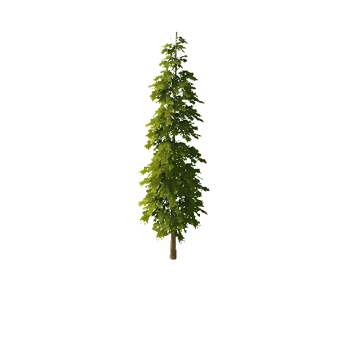 Pine_1_13