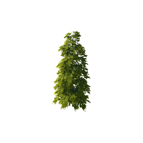 Pine_1_20