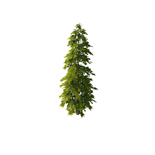 Pine_1_7