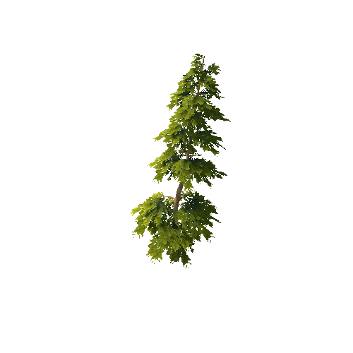 Pine_1_9