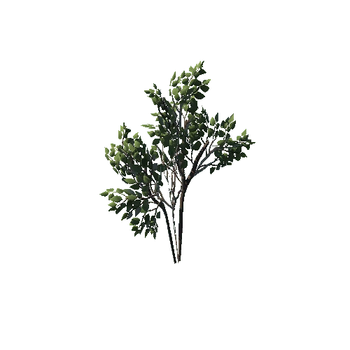 SM_Plant_Bush_03