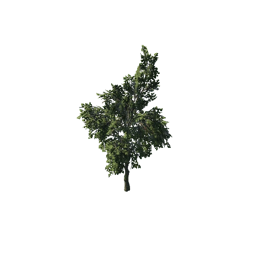SM_Plant_Tree_01