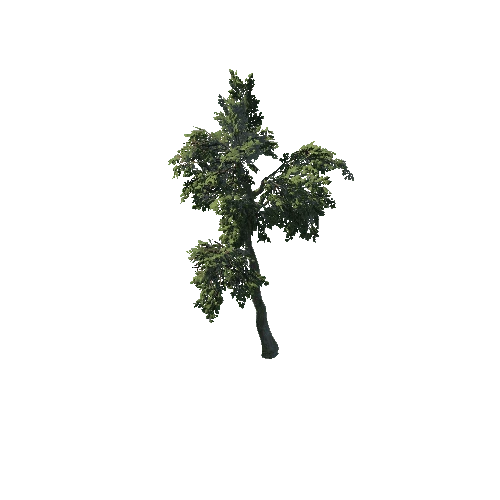 SM_Plant_Tree_02