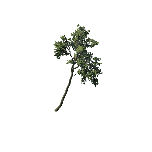 SM_Plant_Tree_03