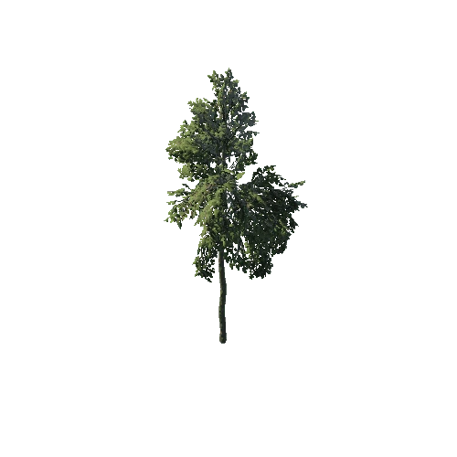 SM_Plant_Tree_04