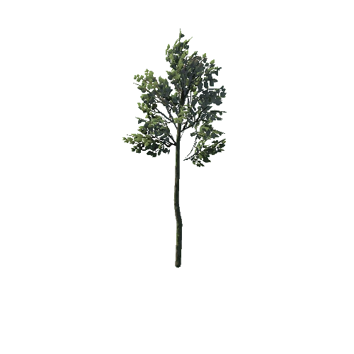 SM_Plant_Tree_05