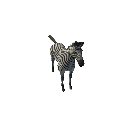 zebra