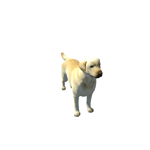 labrador_dog