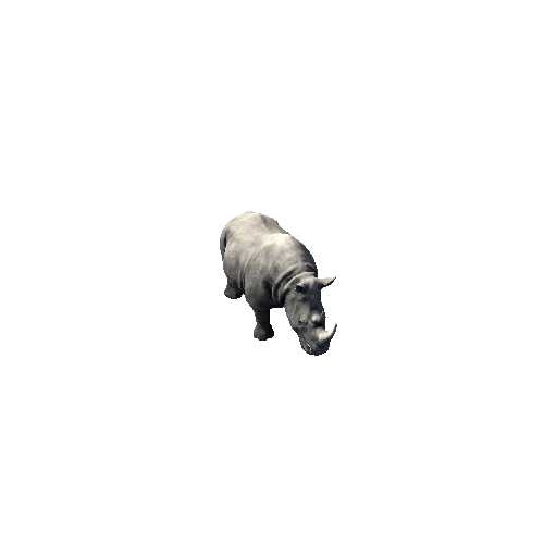 Rhino2_IP