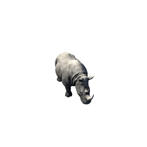 Rhino2_RM