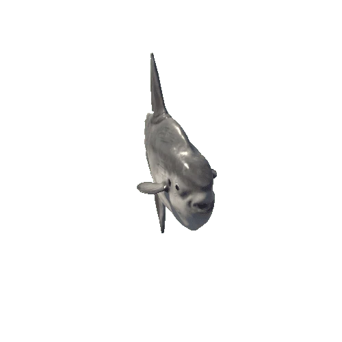 Sunfish_Mesh