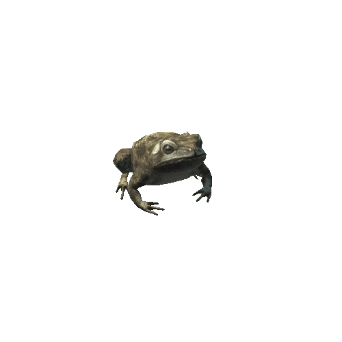 Frog_03