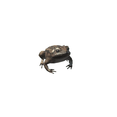 Frog_05