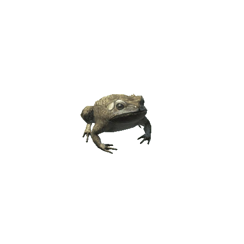Frog_06