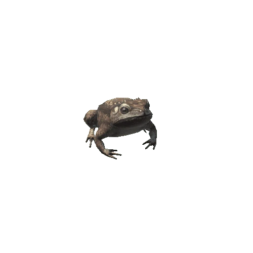 Frog_07