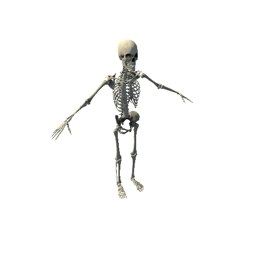 HumanSkeleton