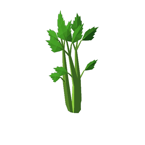 Celery