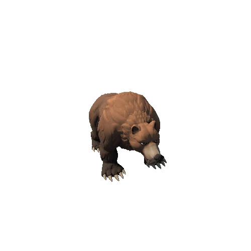 Bear_1