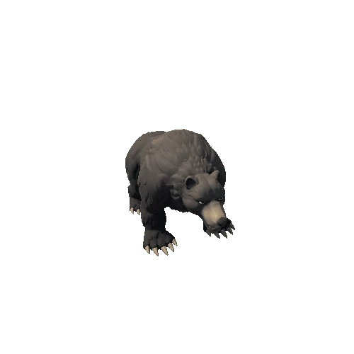 Bear_3