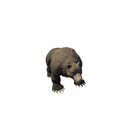 Bear_5