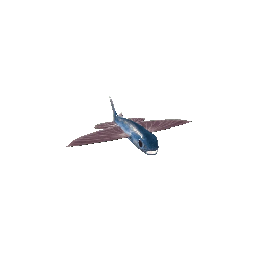 Flying_Fish_Mesh_M