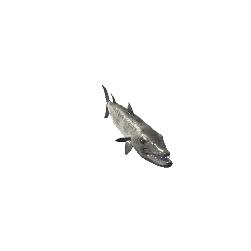 Barracuda_Mesh