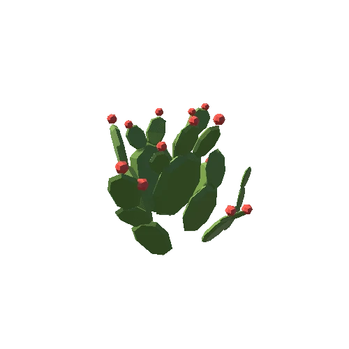 Cactus_7