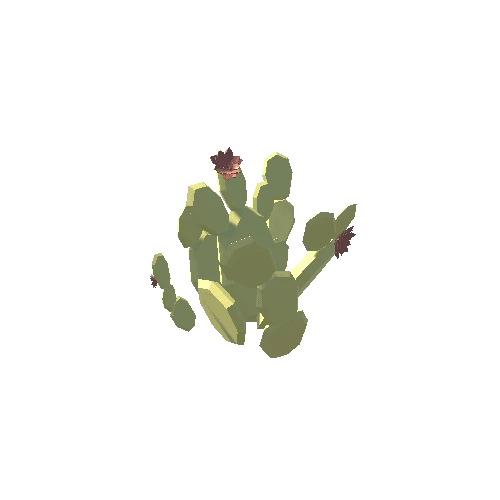 Cactus_8