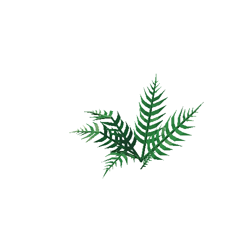 Fern