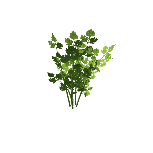 Chervil