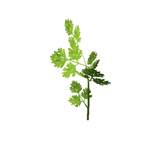 Cilantro