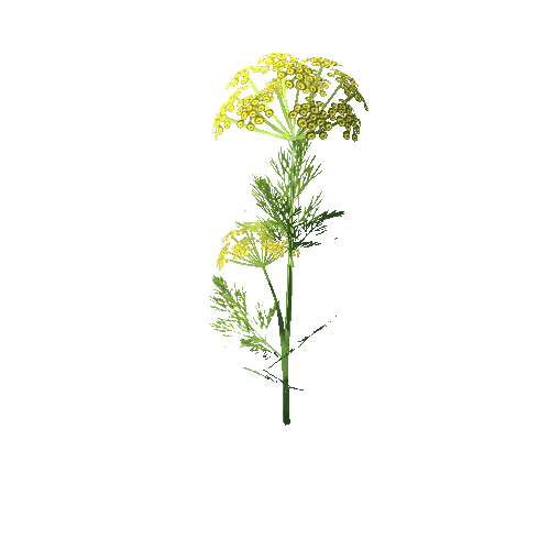 Dill