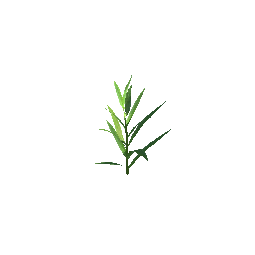 Tarragon