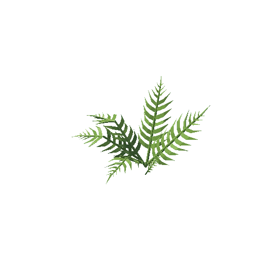 Fern