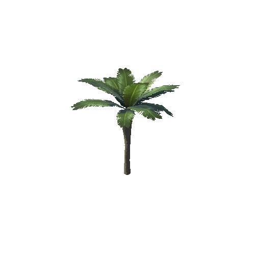 palm_straight