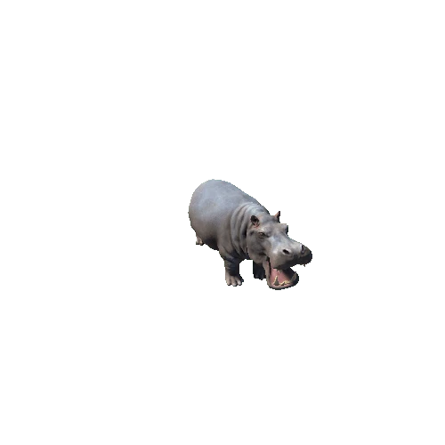 hippopotamus_SV_IP_SHP