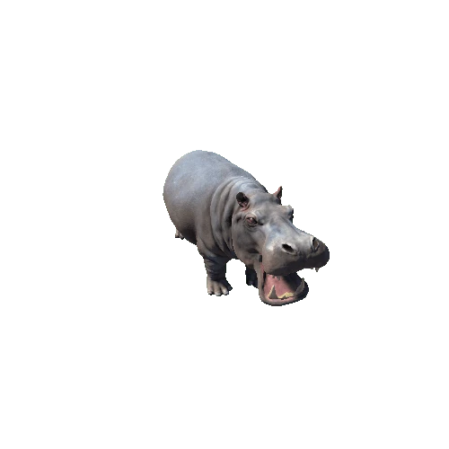 hippopotamus_SV_RM_SHP
