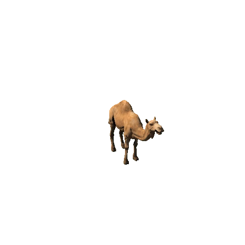 CamelDromedary_Lowpoly