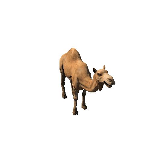 CamelDromedary_Lowpoly_RM