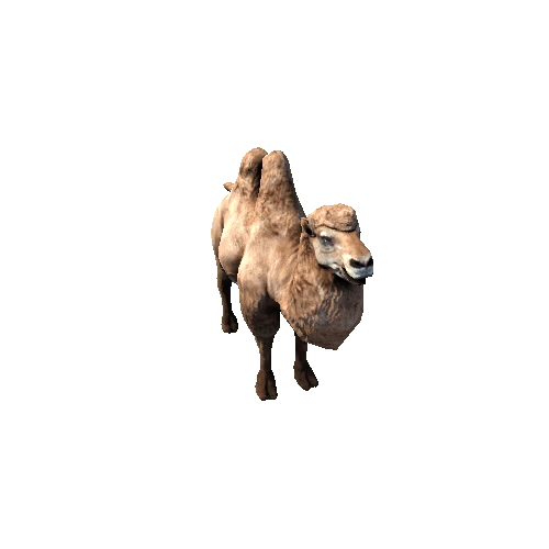 Camel_Bactrian_Lowpoly_RM