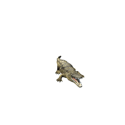 crocodile_01_02_ip