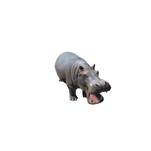 hippopotamus_SV_RM_HP