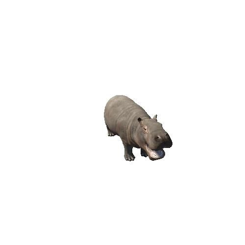 hippopotamus_baby_sv_ip_SHP