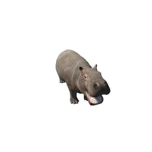 hippopotamus_baby_sv_rm