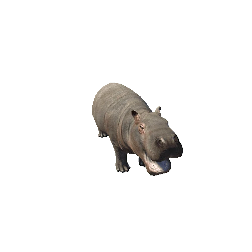 hippopotamus_baby_sv_rm_HP