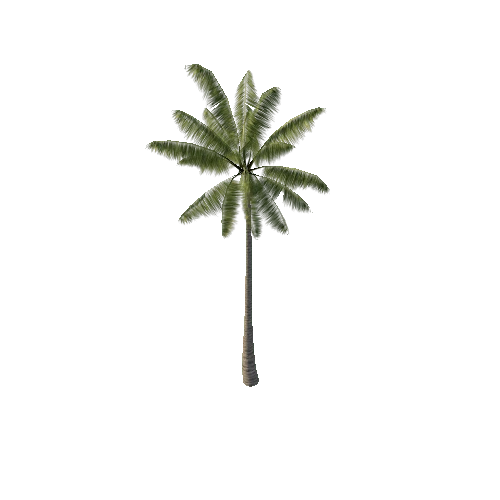 Palm_Tree_A_Terrain