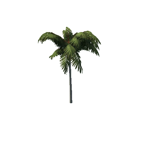 Palm_Tree_B