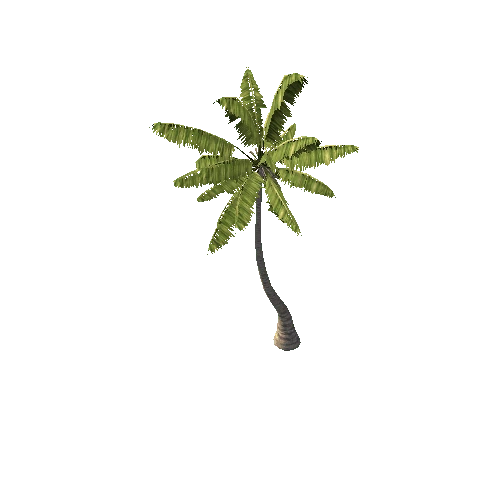 Palm_Tree_C