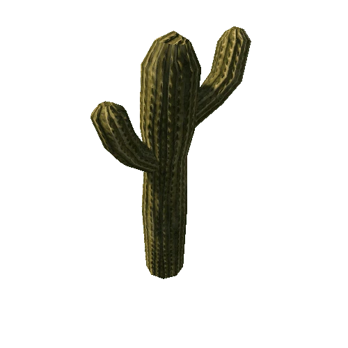 Cactus03